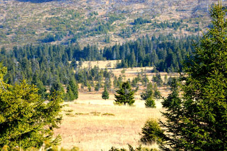 Mountain landscape with coniferous forest and meadow in summerの写真素材