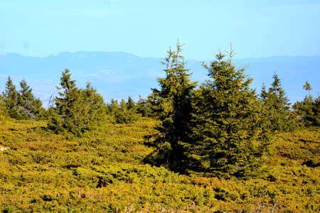 Pine trees on the slopes of the Carpathian Mountains.の写真素材