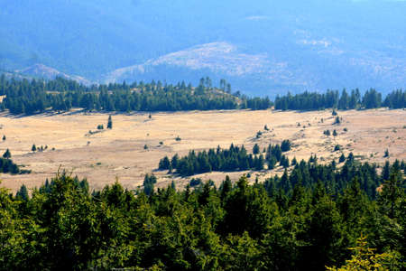 Pine trees on a hillside in the Carpathian Mountainsの写真素材
