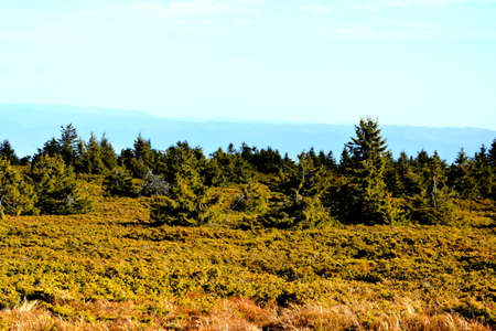 Mountain landscape with coniferous forest on a sunny day.の写真素材