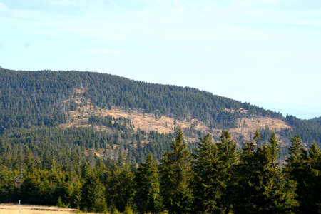 Pine trees in the mountains on a sunny day. Summer landscape.の写真素材
