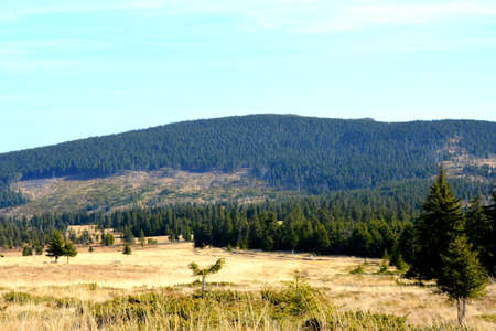 Pine trees in a field in the mountains of the Pyreneesの写真素材