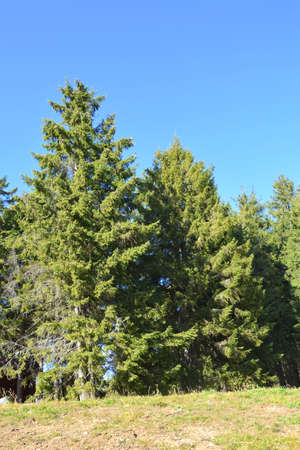 Evergreen coniferous trees on the slopes of Vitosha Mountain, Sofia City Region, Bulgariaの写真素材