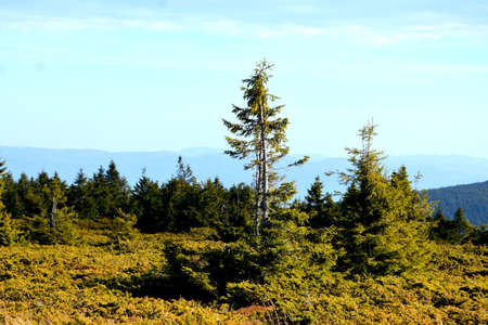 Pine trees on the top of the Carpathian mountains.の写真素材