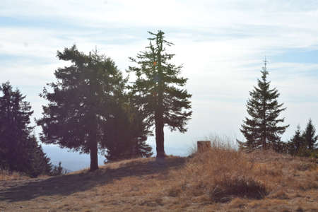 Pine trees on the top of a hill in the mountains.の写真素材