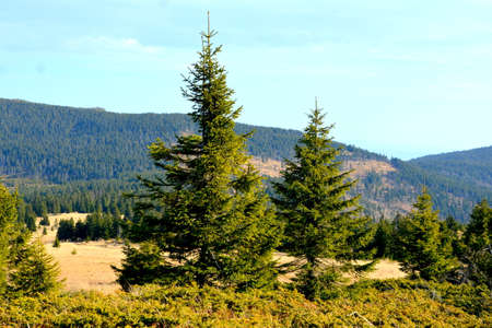 Pine trees on a hillside in the Carpathian Mountainsの写真素材