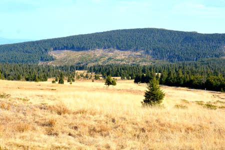 Pine trees in a meadow in the foothills of the Rocky Mountainsの写真素材