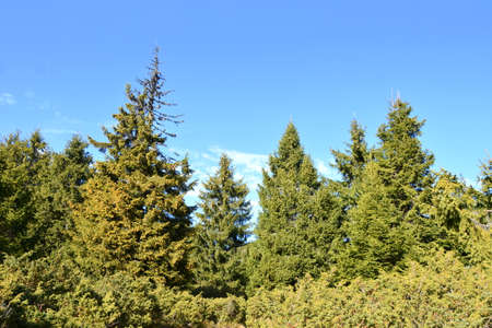Pine trees in a coniferous forest against the blue skyの写真素材