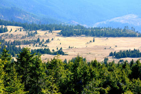 Mountain landscape with coniferous forest and meadow in summerの写真素材