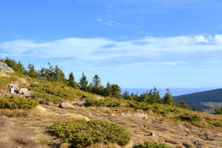 Mountain landscape with coniferous forest on a sunny day.の写真素材
