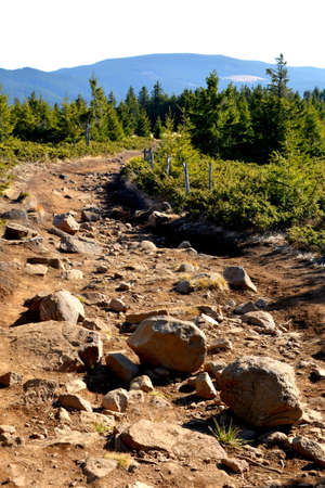 Beautiful mountain landscape with rocks, coniferous forest and blue skyの写真素材