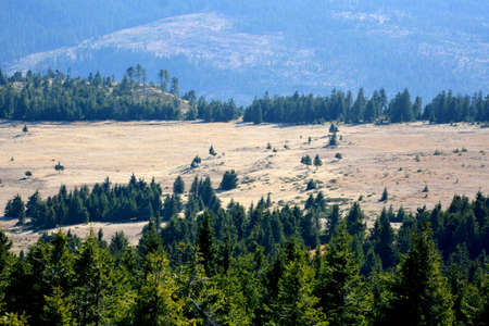 Pine forest in Yellowstone National Park in Wyoming in the United States of Americaの写真素材