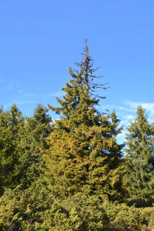 Pine tree in the forest against the blue sky. High quality photoの写真素材