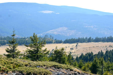 Mountain landscape with coniferous forest and grassy meadowsの写真素材
