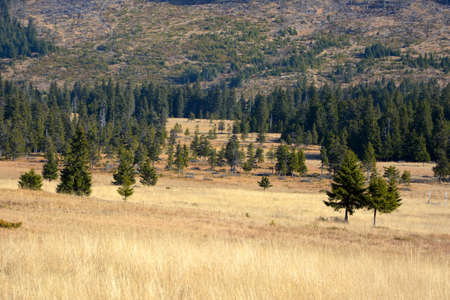 Pine trees in a field in Yellowstone National Park, Wyoming.の写真素材