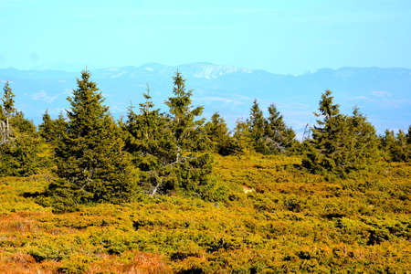 Pine trees on the top of a mountain in the Pyreneesの写真素材