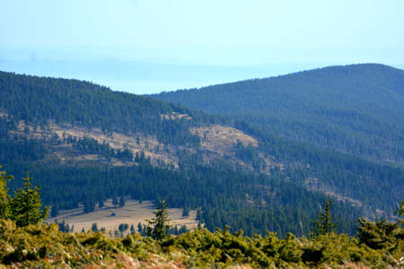 Mountain landscape with coniferous forest and blue sky in summerの写真素材