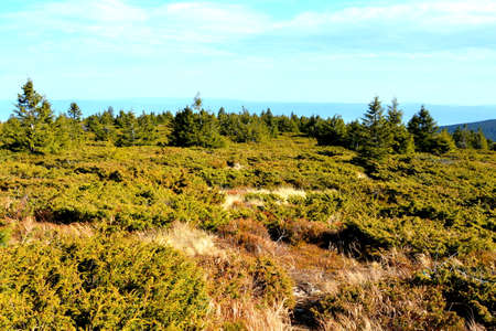Pine trees on the slopes of the Carpathian Mountains.の写真素材