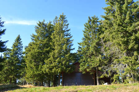 Wooden house in the forest, coniferous trees and blue skyの写真素材