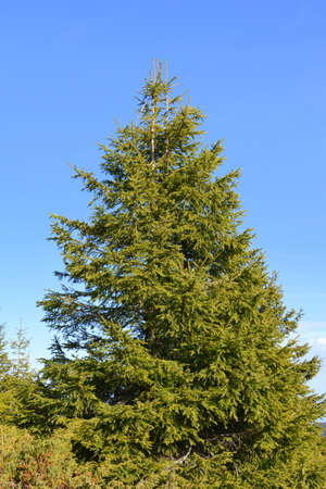Evergreen spruce tree against the blue sky. High quality photoの写真素材