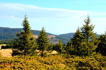 Pine trees in the Carpathian mountains on a sunny dayの写真素材