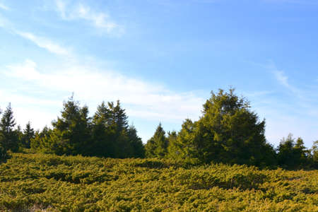 Pine forest on a hillside with blue sky in the backgroundの写真素材
