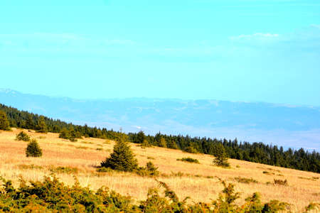 Mountain landscape with coniferous forest on a sunny day.の写真素材