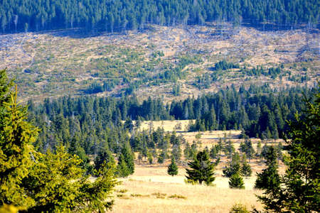 Mountain landscape with coniferous forest and high voltage power linesの写真素材