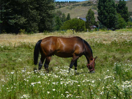Caballoの写真素材