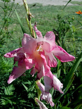 Flowerの写真素材