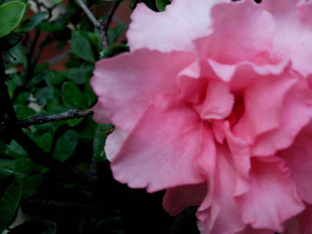 azaleaの写真素材