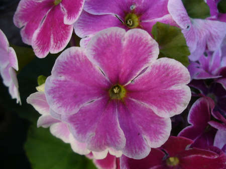 Flowerの写真素材