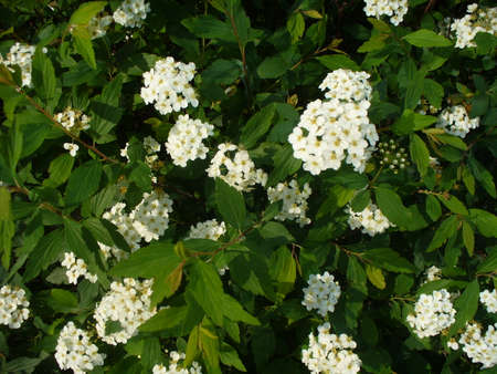 White Flowersの写真素材