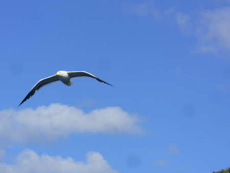 Seagullの写真素材