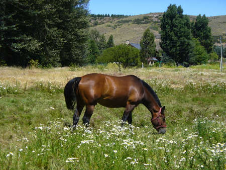 Horseの写真素材