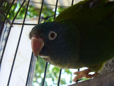 Parrotの写真素材