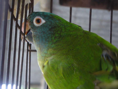 Parrotの写真素材
