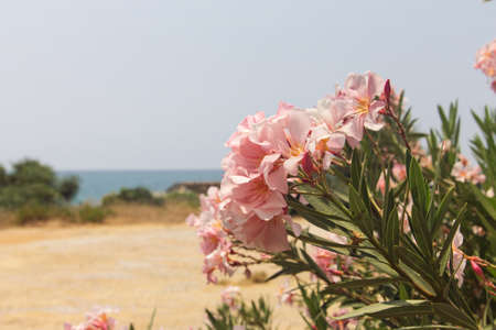 Beautiful delicate pink flowers with green leaves on the background of the sea.の写真素材