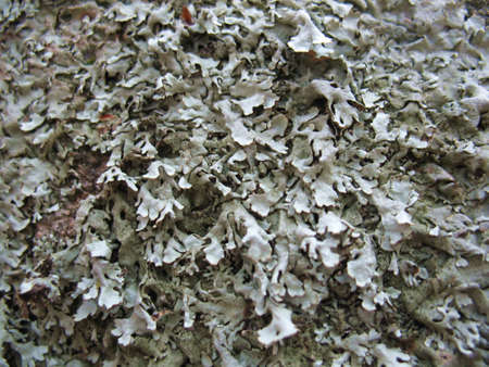 Moss