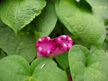 blossoming