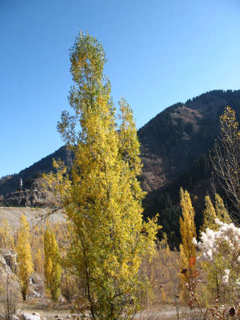 There are mountain, blue sky, yellow trees. Autumnの写真素材