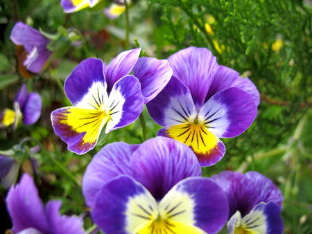 There are blue flowers of  pansy and green grass
