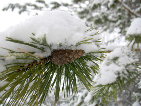 This is winter green branch of fir. Closeupの写真素材