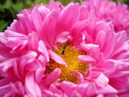 There are insect and plant. The insect  on flower.
