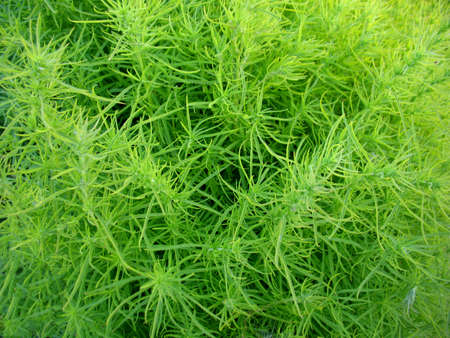 This is field of summer green grass