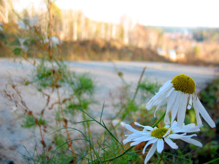 There are white blossoming of camomile and asphalt  roadの写真素材