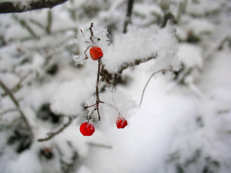 There are service tree and snowcovered red berriesの写真素材