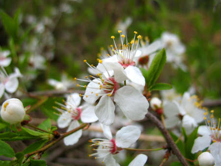 This is spring blossoming of apple tree