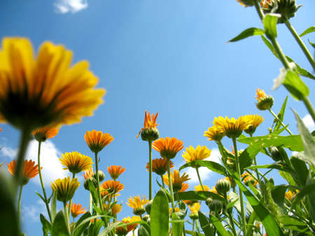 This is summer  blossoming of  calendula (marigold) flowers                            の写真素材
