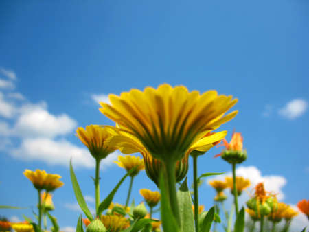 This is summer  blossoming of  calendula  marigold  flowers                            の写真素材
